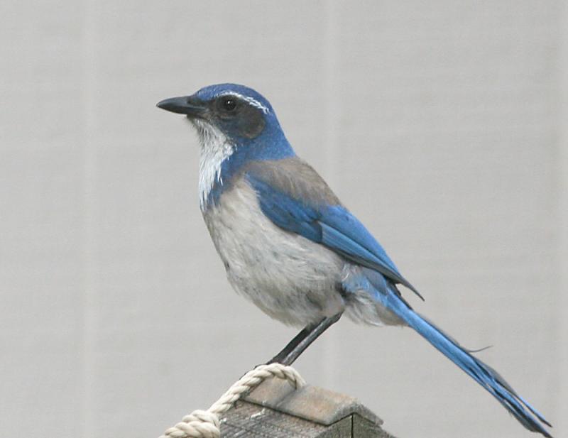Western Scrub-Jay