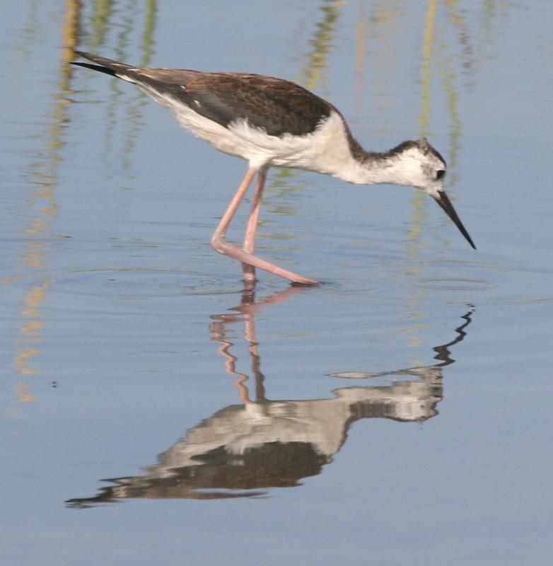 Black-necked Stilt.juvenile