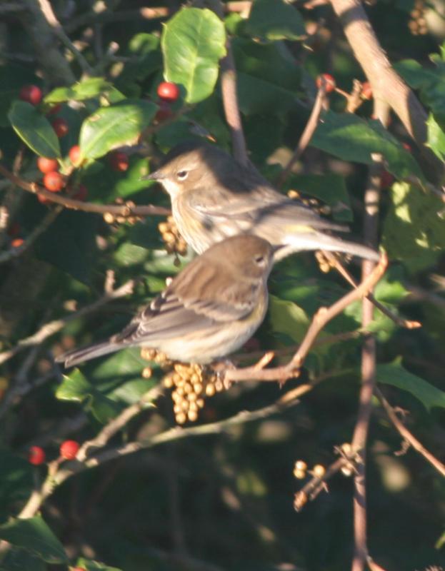 Yellow-rumped Warbler pair,Myrtle