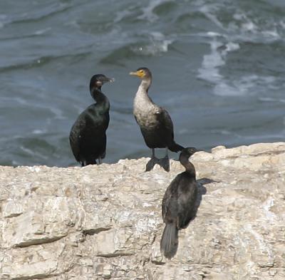 Brant's,Double-Crested and Pelagic Cormorants