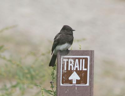 Black Phoebe