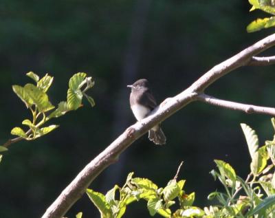 Black Phoebe at dawn