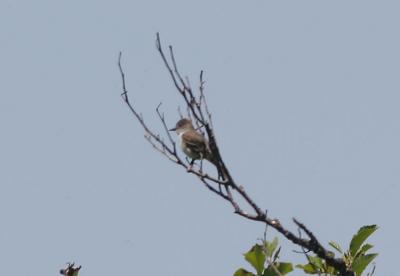 Ash-throated Flycatcher