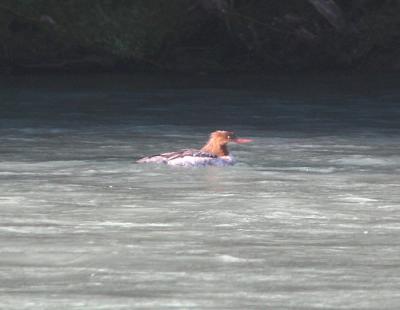 Common Merganser,nonbreeding male going down the Eel river