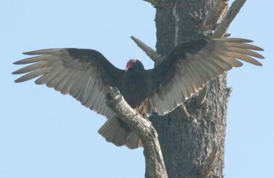 Turkey Vulture with wings spread