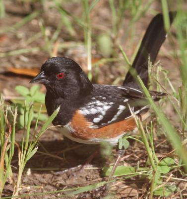 Spotted Towhee