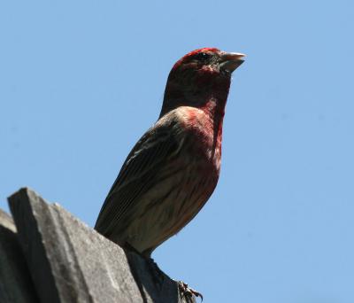 Purple Finch,male,singing and backlit