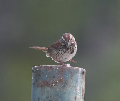 Song Sparrow,dancing