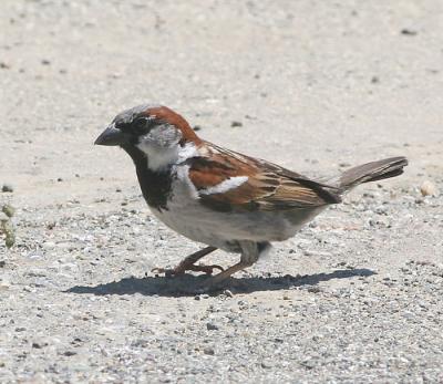 House Sparrow,male in winter plumage
