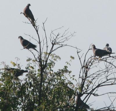 Band-tailed Pigeons in a flock