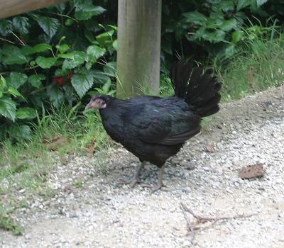 Red Junglefowl,female