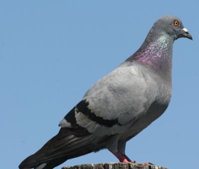 Pigeons