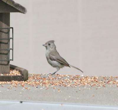 Oak Titmouse