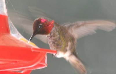 Annas Hummingbird,male