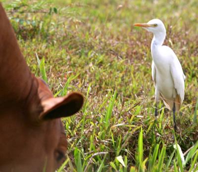 Cattle egret with horses