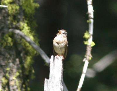 Lincoln's Sparrow singing