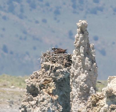 Osprey on Nest