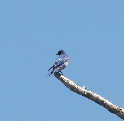 Mountain Bluebird