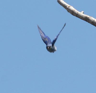 Mountain Bluebird in flight