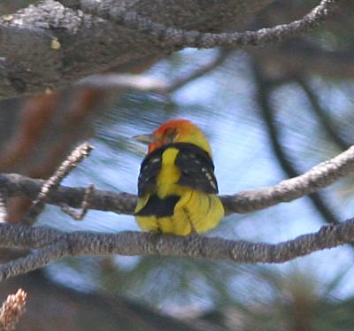 Western Tanager