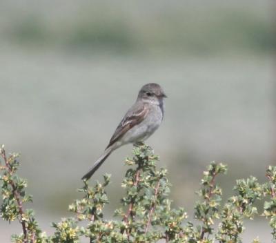 Grey Flycatcher