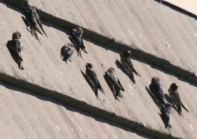 Barn and Cliff Swallows hanging vertically on a roof