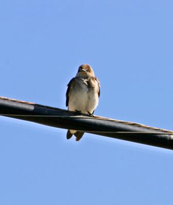 Northern Rough-winged Swallow