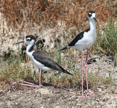 Black-necked Stilts-one with reverse knees
