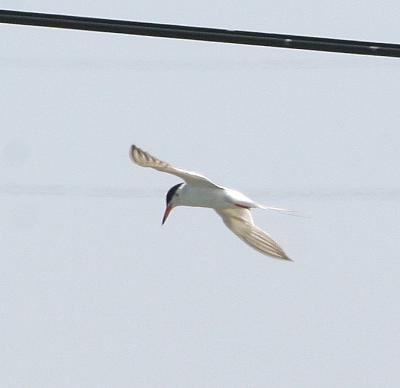 v3/03/534603/3/46496956.IMG_6077_edited.jpg