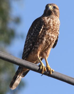 Red-shouldered Hawk,juvenile