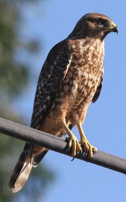 Red-shouldered Hawk,juvenile