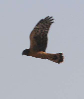 Northern Harrier,juvenile