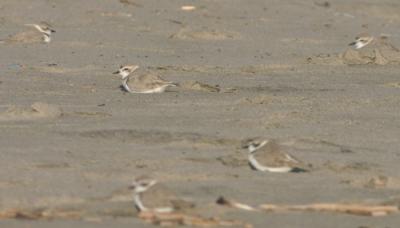 Snowy Plovers,5 hunkered down