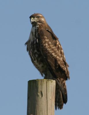 Red-tailed Hawk,dark morph