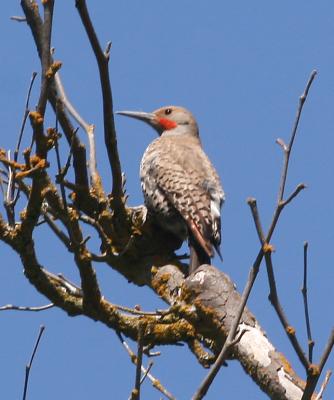 Northern Flicker,male red-shafted(western)