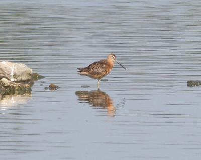 Short-billed Dowitcher,juvenile