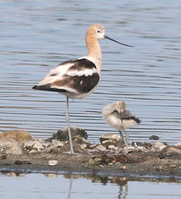 American Avocet,mom and baby