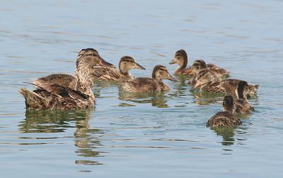 Mallard mom circles the wagons