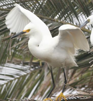 Snowy Egret ,juvenile