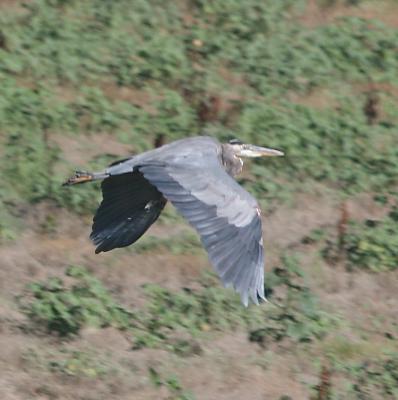 Great Blue Heron in flight