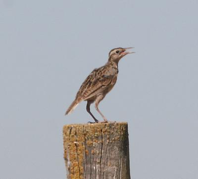 Western Meadowlark,juvenile