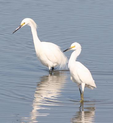 1.Snowy Egret, male and female,first shot