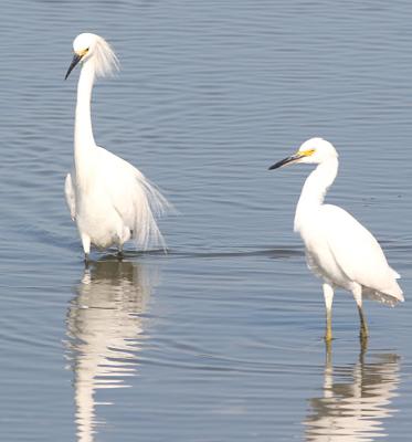 2.Snowy Egret,male and female,2 minutes later