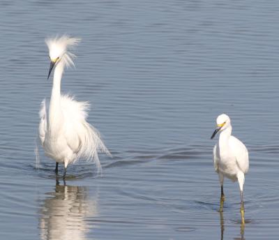 3.Snowy Egret,male and female,3 minutes after first shot