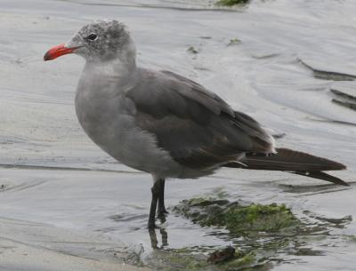 Heermann's Gull,winter nonbreeding adult