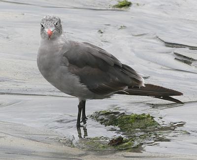 Heermann's gull,winter nonbreeding adult