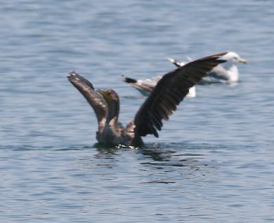 Double-crested Cormorant about to take off