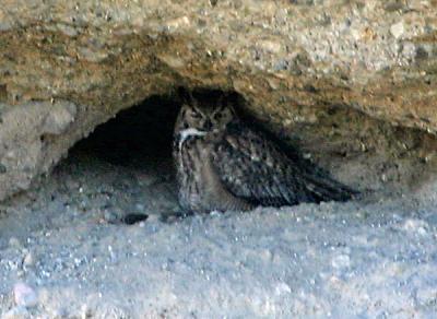 Great Horned Owl in his cave