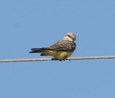 Western Kingbird