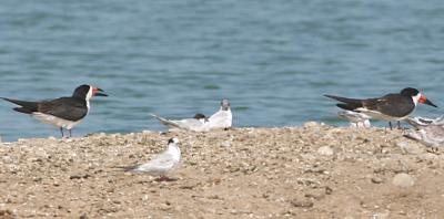 Black Skimmers with Terns